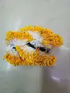 Zhu Guang 01 No. 17 Yellow Flower core Gypsum 01 Application Scenario